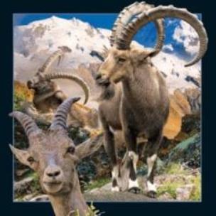 Opakowanie Magnes 3D Koziorożec