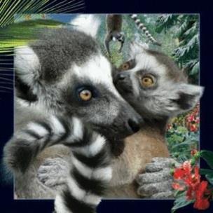 Opakowanie Magnes 3D Lemur