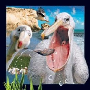 Opakowanie Magnes 3D Pelikan