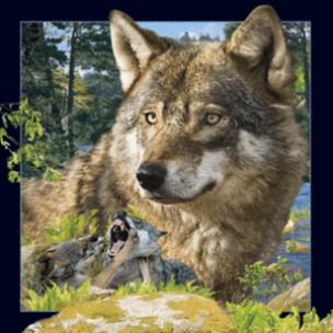 Opakowanie Magnes 3D Wilk