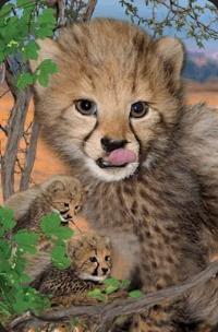 Opakowanie Mini kartka 3D Gepard