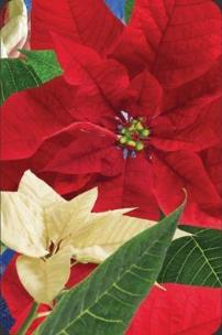 Opakowanie Mini kartka 3D Gwiazda Betlejemska