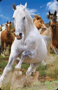 Opakowanie Mini kartka 3D Konie