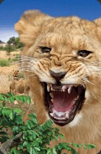 Opakowanie Mini kartka 3D Lew