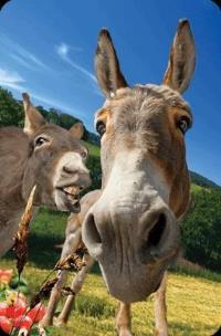 Opakowanie Mini kartka 3D Osioł