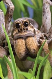 Opakowanie Mini kartka 3D Pająk