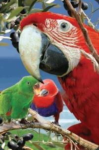 Opakowanie Mini kartka 3D Papuga