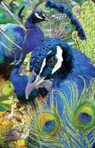 Opakowanie Mini kartka 3D Paw