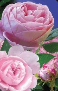 Opakowanie Mini kartka 3D Róże