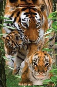 Opakowanie Mini kartka 3D Tygrys