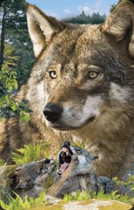 Opakowanie Mini kartka 3D Wilk