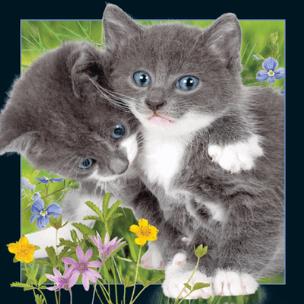 Opakowanie Pocztówka 3D Kocięta