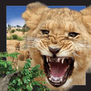 Opakowanie Pocztówka 3D Lew