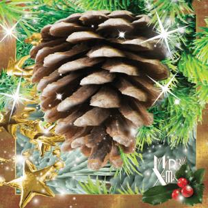 Opakowanie Pocztówka 3D Szyszka