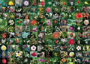 Opakowanie Puzzle Blossoms 1000