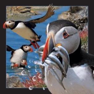 Opakowanie Magnes 3D Maskonur