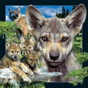 Opakowanie Magnes 3D Młody Wilk