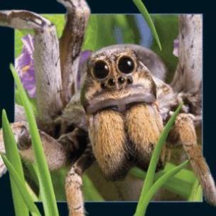 Opakowanie Magnes 3D Pająk