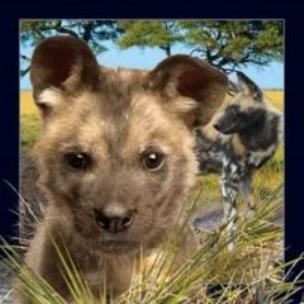 Opakowanie Magnes 3D pies likaon