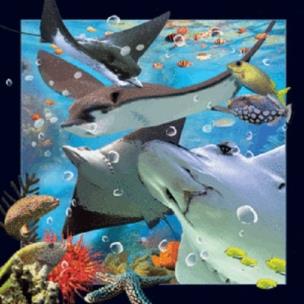 Opakowanie Magnes 3D Płaszczka