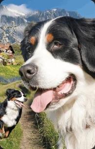 Opakowanie Mini kartka 3D Berneński Pies Pasterski