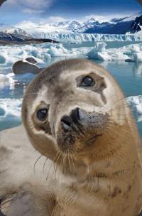 Opakowanie Mini kartka 3D Foka