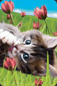 Opakowanie Mini kartka 3D Kot