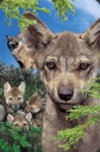 Opakowanie Mini kartka 3D Młody Wilk