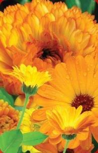 Opakowanie Mini kartka 3D Nagietek