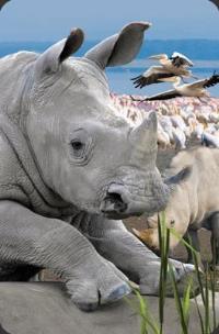 Opakowanie Mini kartka 3D Nosorożec