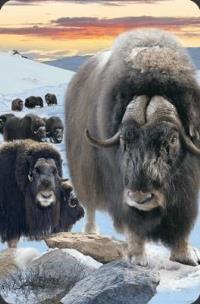 Opakowanie Mini kartka 3D Piżmowół