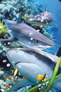 Opakowanie Mini kartka 3D Rekin