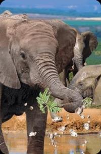 Opakowanie Mini kartka 3D Słoń