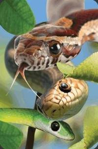 Opakowanie Mini kartka 3D Wąż