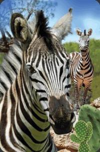 Opakowanie Mini kartka 3D Zebra