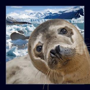 Opakowanie Pocztówka 3D Foka