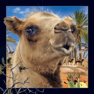 Opakowanie Pocztówka 3D Wielbłąd