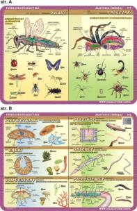 Okładka książki Podkładka edukacyjna. Owady, pajęczaki, pierwotniaki, płaziń