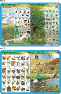 Okładka książki Podkładka edukacyjna Piętrowość w górach i lesie, mieszkania