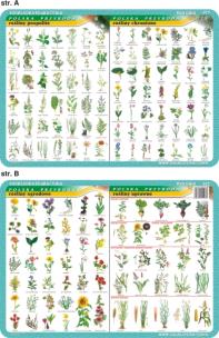 Okładka książki Podkładka edukacyjna. Rośliny ogrodowe, uprawne, pospolite i