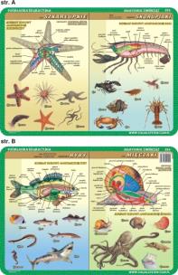 Okładka książki Podkładka edukacyjna. Szkarłupnie, skorupiaki, mięczaki, ryb