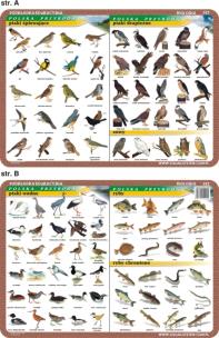 Okładka książki Podkładka edukacykna Ptaki: wodne, śpiewające, drapieżne; ry