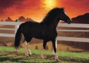 Opakowanie Puzzle 1000 Koń DINO