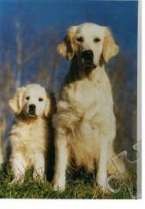 Opakowanie Puzzle 500 Psy TREFL