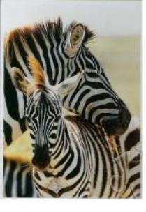 Opakowanie Puzzle 500 Zebry TREFL