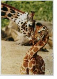 Opakowanie Puzzle 500 Żyrafy TREFL