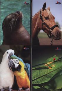 Opakowanie Brulion A5 Animals w kratkę 96 kartek mix