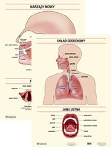 Opakowanie Plansza Narządy mowy Układ oddechowy