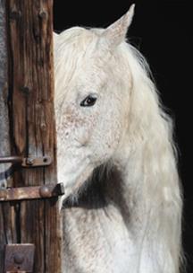 Opakowanie Puzzle Schmidt 1000 Nietypowy portret