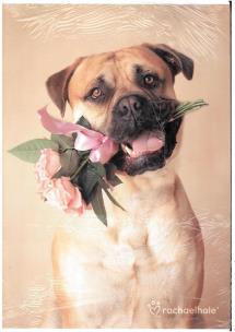 Opakowanie Zeszyt A4/54L kratka Rachel Hale 80g (10szt)